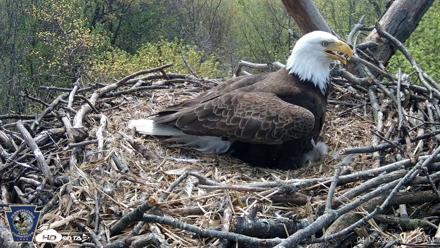 Hanover Eagles Live Cam - Apr 17, 2026, 11:12am EDT