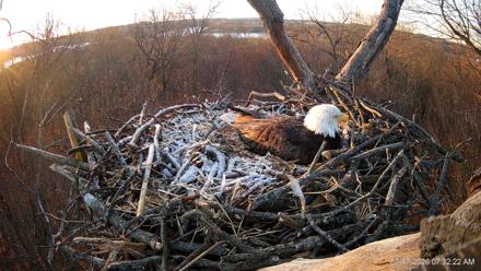 Hanover Eagles Live Cam - Mar 17, 2026, 7:32am EDT