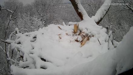 Hanover Eagles Live Cam - Dec 14, 2025, 7:20am EST