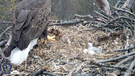 Hanover Eagles Live Cam - Apr 13, 2026, 2:51pm EDT