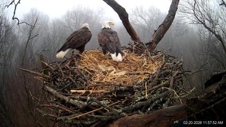 Hanover Eagles Live Cam - Feb 20, 2026, 11:58am EST
