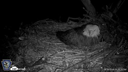 Hanover Eagles Live Cam - Apr 20, 2026, 5:36am EDT