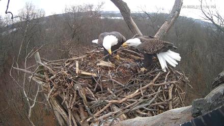 Hanover Eagles Live Cam - Dec 4, 2025, 1:12pm EST