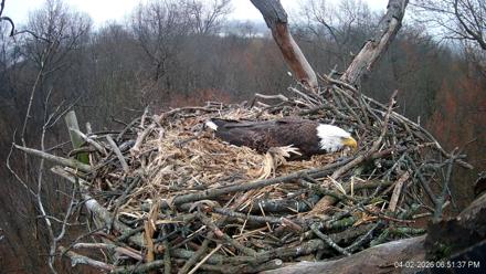 Hanover Eagles Live Cam - Apr 2, 2026, 6:52pm EDT