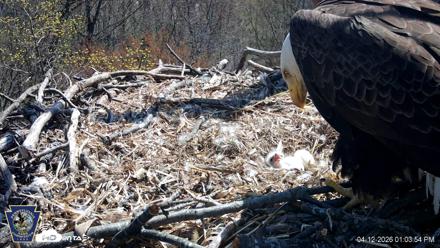 Hanover Eagles Live Cam - Apr 12, 2026, 1:04pm EDT