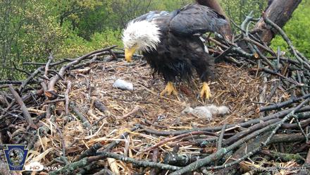 Hanover Eagles Live Cam - Apr 19, 2026, 10:58am EDT