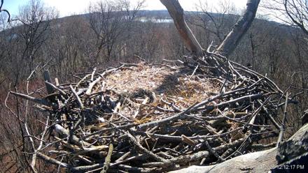 Hanover Eagles Live Cam - Mar 14, 2026, 12:12pm EDT