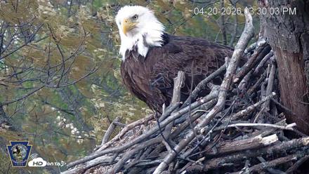 Hanover Eagles Live Cam - Apr 20, 2026, 3:30pm EDT