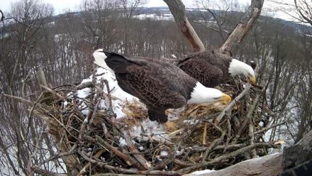 Hanover Eagles Live Cam - Dec 15, 2025, 12:43pm EST