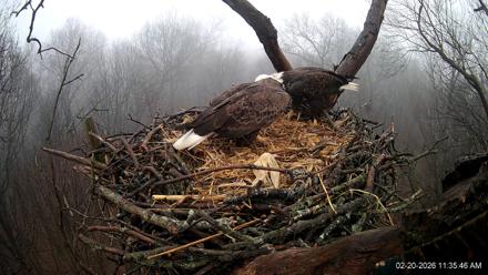 Hanover Eagles Live Cam - Feb 20, 2026, 11:35am EST