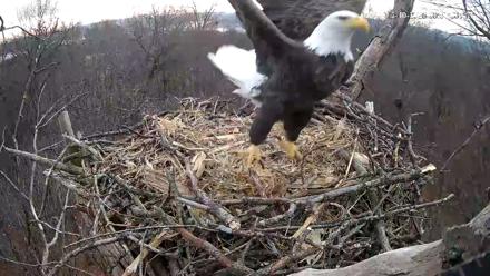 Hanover Eagles Live Cam - Dec 10, 2025, 8:31am EST