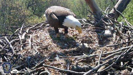 Hanover Eagles Live Cam - Apr 18, 2026, 10:40am EDT