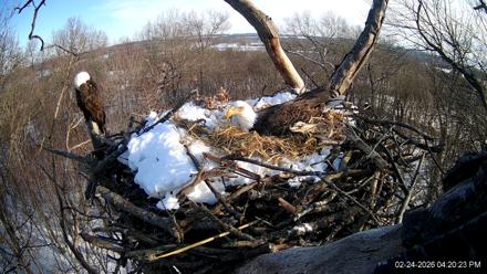 Hanover Eagles Live Cam - Feb 24, 2026, 4:21pm EST