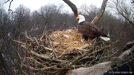 Hanover Eagles Live Cam - Feb 18, 2026, 10:26am EST