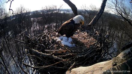 Hanover Eagles Live Cam - Feb 14, 2026, 8:48am EST