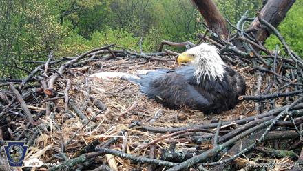 Hanover Eagles Live Cam - Apr 19, 2026, 8:42am EDT
