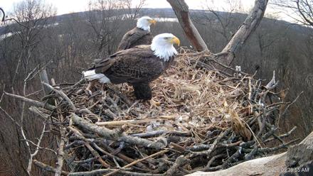 Hanover Eagles Live Cam - Jan 23, 2026, 9:39am EST