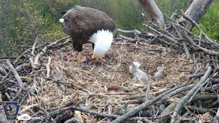 Hanover Eagles Live Cam - Apr 20, 2026, 12:49pm EDT