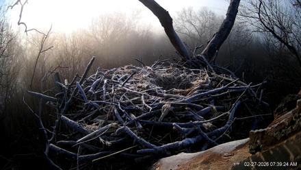 Hanover Eagles Live Cam - Feb 27, 2026, 7:40am EST
