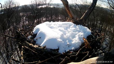 Hanover Eagles Live Cam - Jan 28, 2026, 9:07am EST