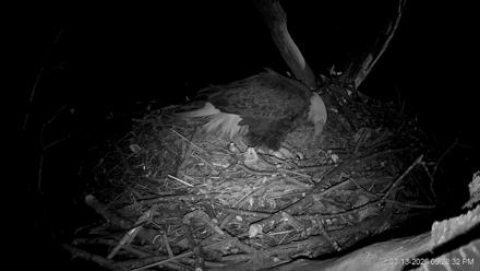 Hanover Eagles Live Cam - Mar 13, 2026, 9:22pm EDT