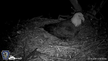 Hanover Eagles Live Cam - Apr 18, 2026, 12:58am EDT