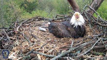 Hanover Eagles Live Cam - Apr 19, 2026, 12:05pm EDT