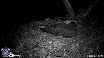 Hanover Eagles Live Cam - Apr 21, 2026, 12:33am EDT