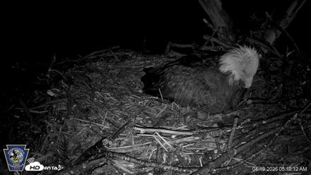 Hanover Eagles Live Cam - Apr 19, 2026, 5:10am EDT