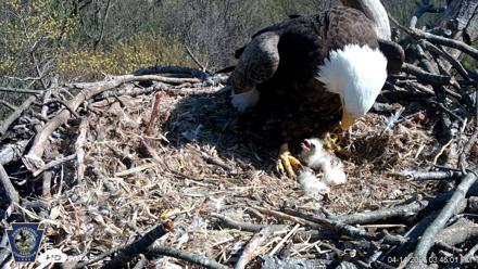 Hanover Eagles Live Cam - Apr 14, 2026, 3:46pm EDT