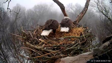 Hanover Eagles Live Cam - Feb 17, 2026, 6:56am EST