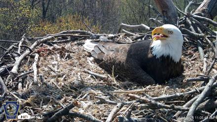 Hanover Eagles Live Cam - Apr 14, 2026, 11:05am EDT
