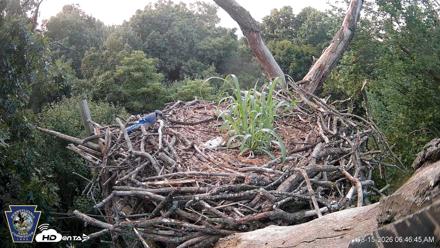 Hanover Eagles Live Cam - Aug 15, 2026, 6:47am EDT