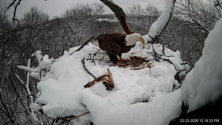 Hanover Eagles Live Cam - Feb 23, 2026, 12:19pm EST