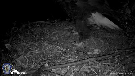 Hanover Eagles Live Cam - Apr 11, 2026, 6:16am EDT