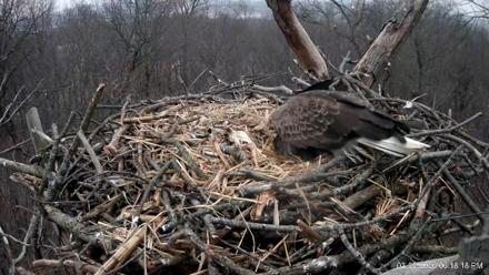 Hanover Eagles Live Cam - Mar 5, 2026, 6:18pm EST