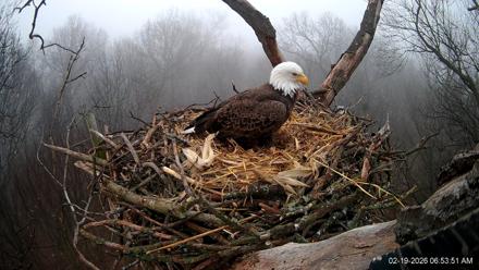 Hanover Eagles Live Cam - Feb 19, 2026, 6:53am EST