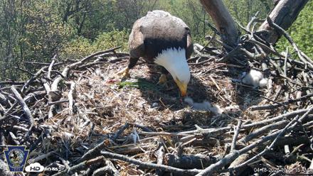 Hanover Eagles Live Cam - Apr 18, 2026, 10:33am EDT