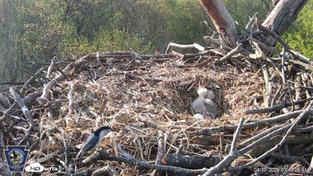 Hanover Eagles Live Cam - Apr 16, 2026, 7:50am EDT
