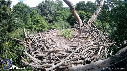 Hanover Eagles Live Cam - Jun 1, 2026, 3:34pm EDT