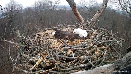 Hanover Eagles Live Cam - Mar 7, 2026, 2:09pm EST