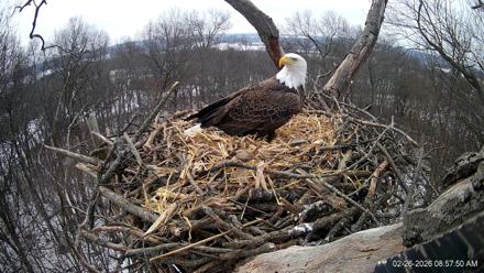 Hanover Eagles Live Cam - Feb 26, 2026, 8:58am EST
