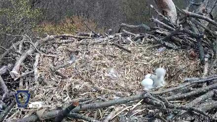 Hanover Eagles Live Cam - Apr 12, 2026, 3:53pm EDT