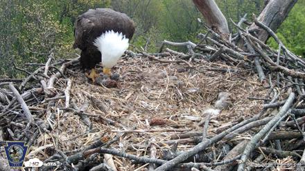 Hanover Eagles Live Cam - Apr 20, 2026, 12:43pm EDT
