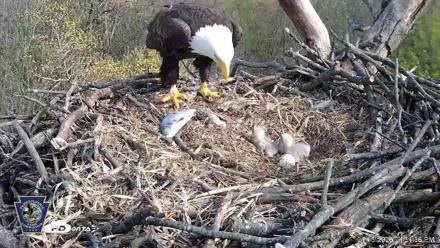 Hanover Eagles Live Cam - Apr 15, 2026, 4:52pm EDT