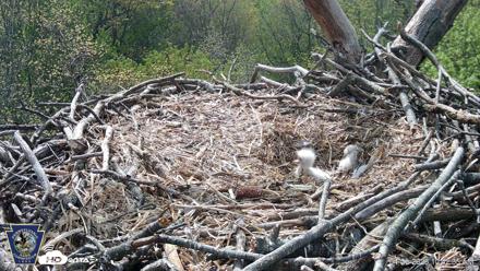 Hanover Eagles Live Cam - Apr 20, 2026, 10:43am EDT