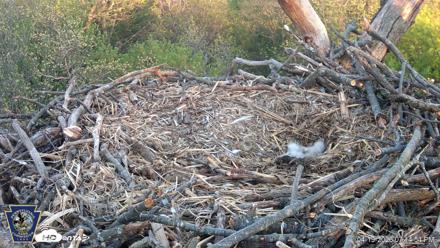 Hanover Eagles Live Cam - Apr 19, 2026, 7:15pm EDT
