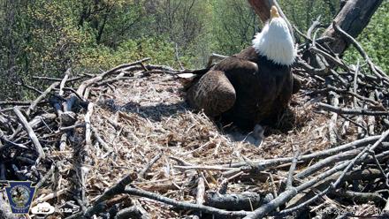 Hanover Eagles Live Cam - Apr 18, 2026, 12:42pm EDT