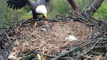 Hanover Eagles Live Cam - Apr 19, 2026, 11:28am EDT