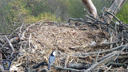 Hanover Eagles Live Cam - Apr 16, 2026, 4:54pm EDT